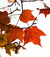 [Blazing autumn] - fall foliage, backlit leaf, sun, sky background